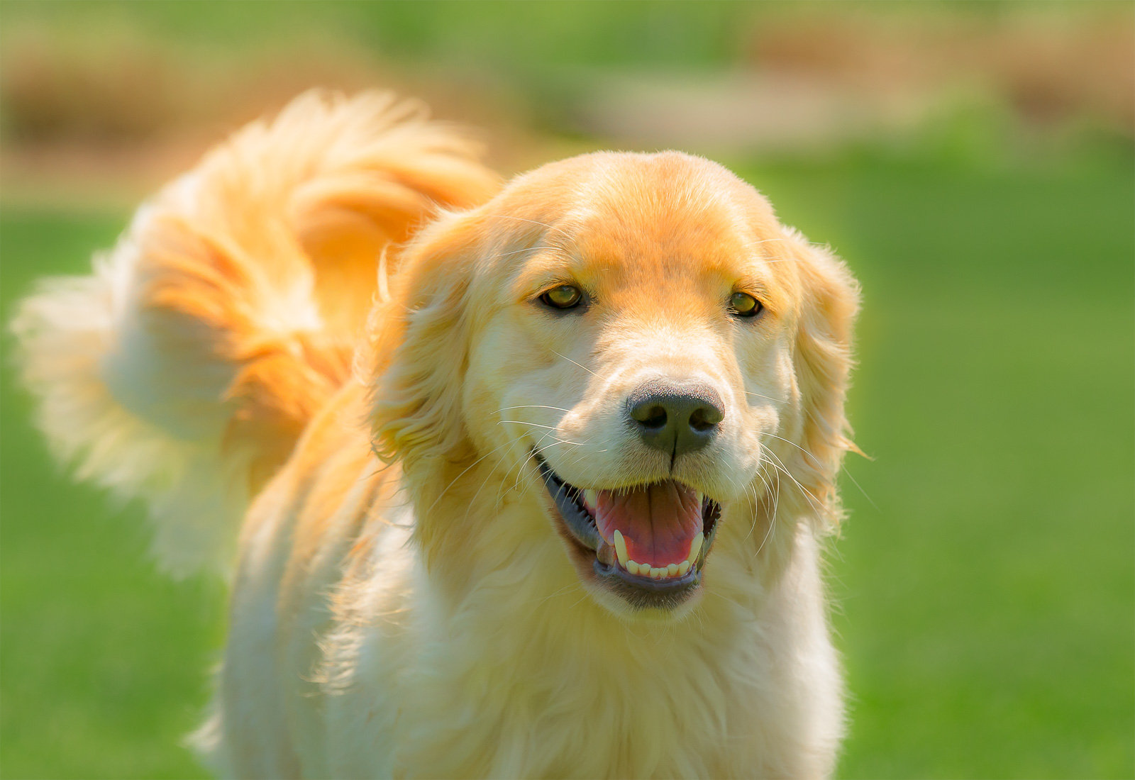 Golden Retriever smiling while prancing