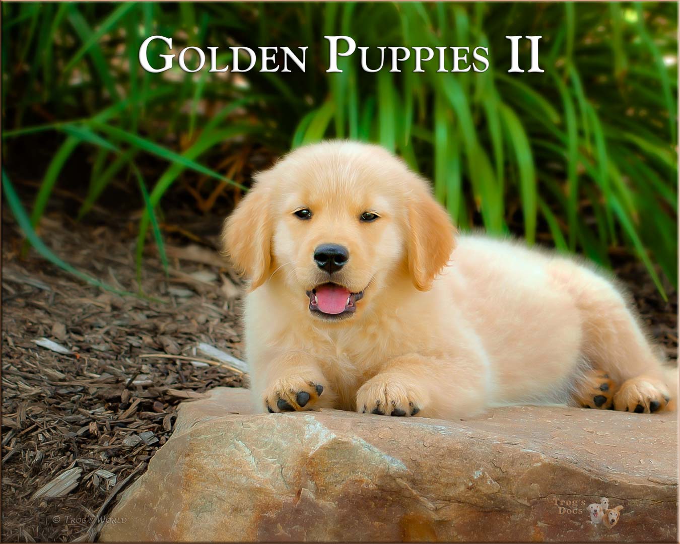 Three Golden Retrievers smiling in the tulips