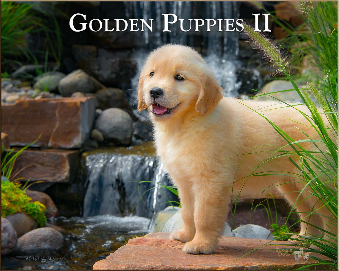 Golden Retriever Puppy standing on a rock