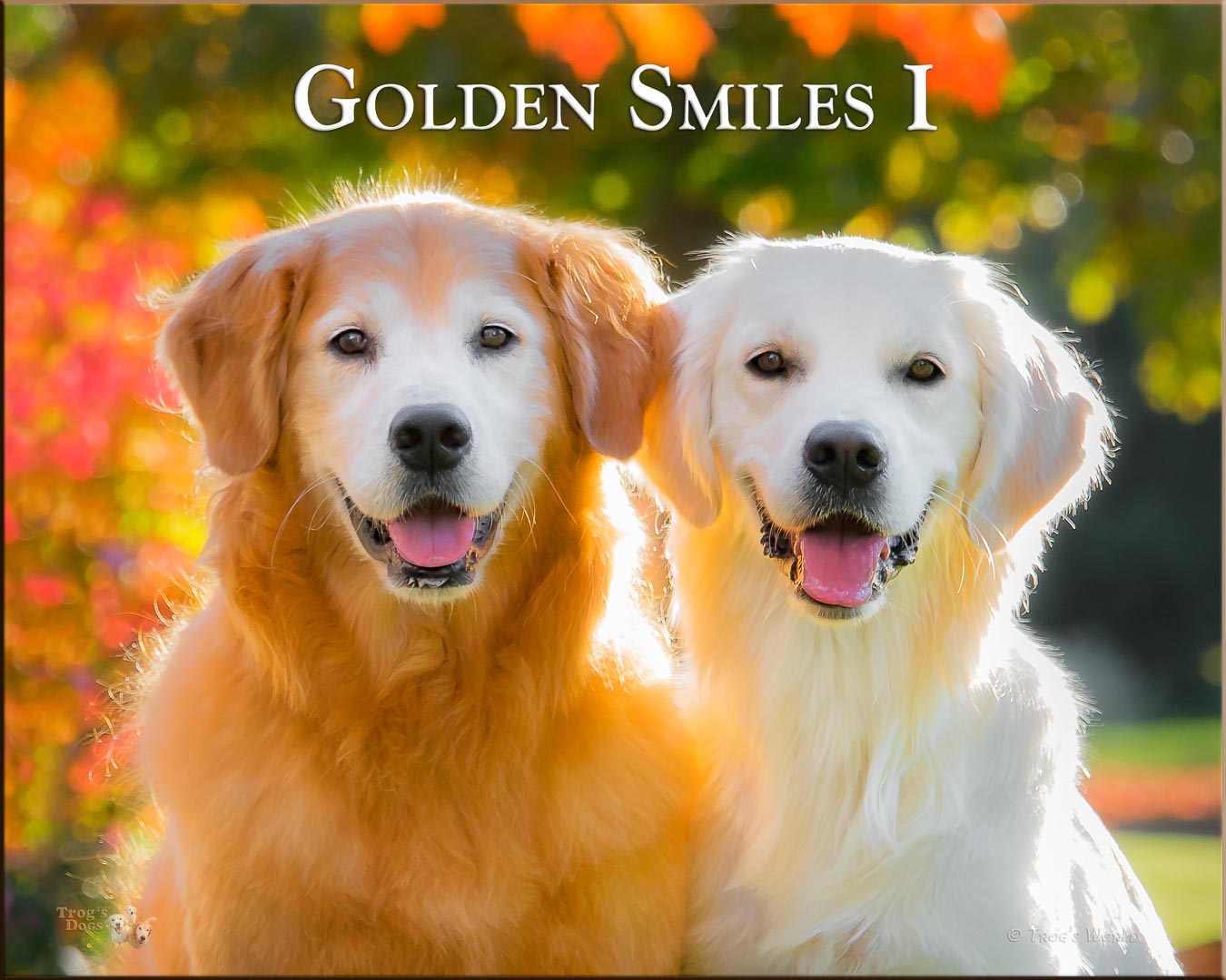 Two Golden Retrievers smiling on an autumn day