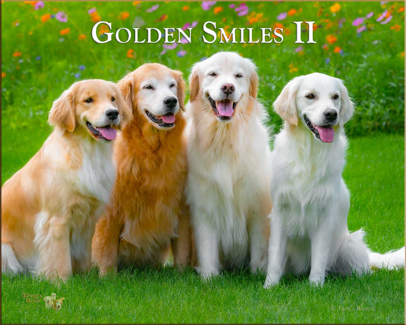 Four Golden Retrievers on a summer day