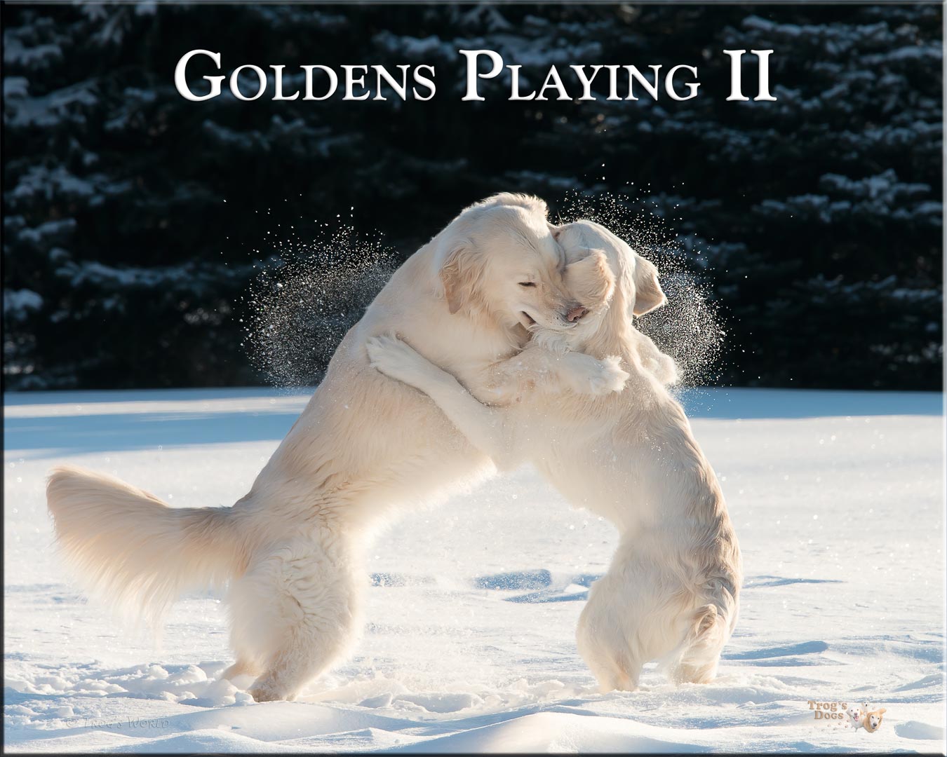 Two Golden Retrievers playing in the snow