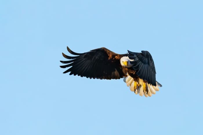 Bald Eagle in Flight