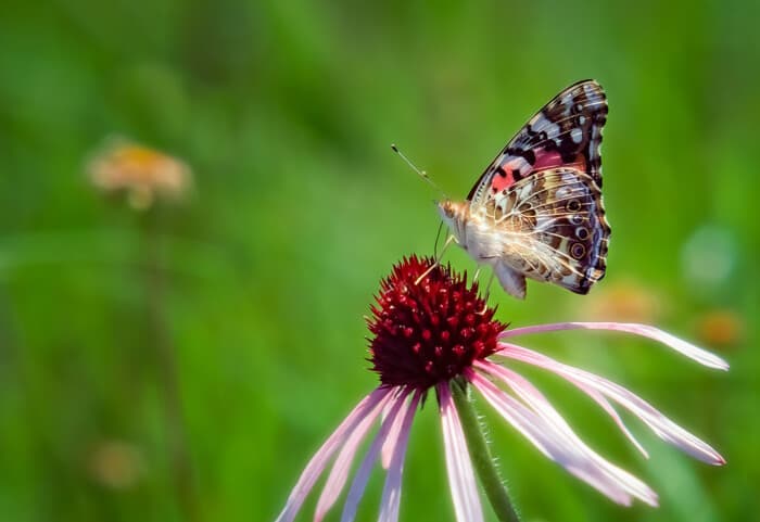 Painted Lady on a Coneflower, Lawrence County MO
