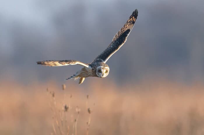 Short-eared Owl in flight