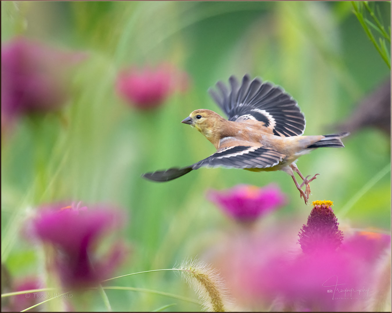 Juvenile American Goldfinch