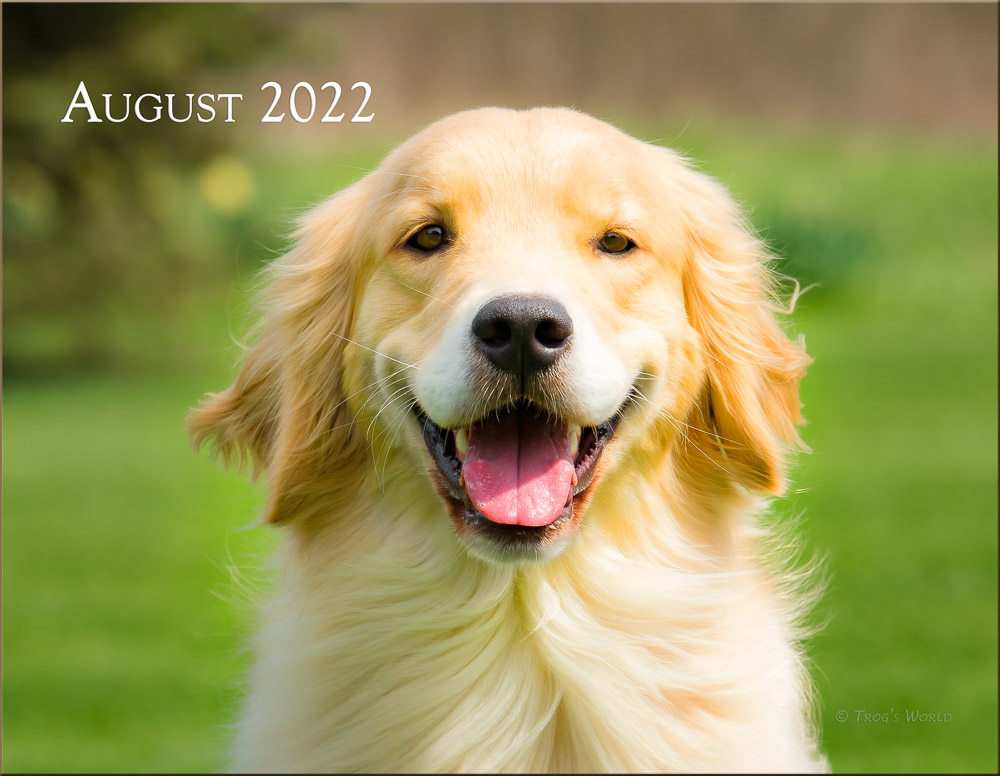 Trog's Dogs - 2022 Golden Retrievers Wall Calendar