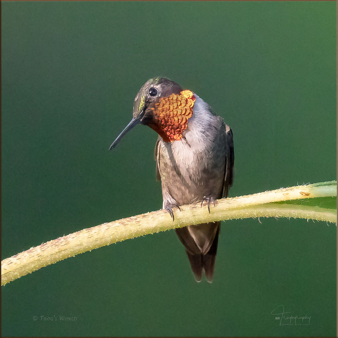 Male Ruby-throated Hummingbird taking a rest