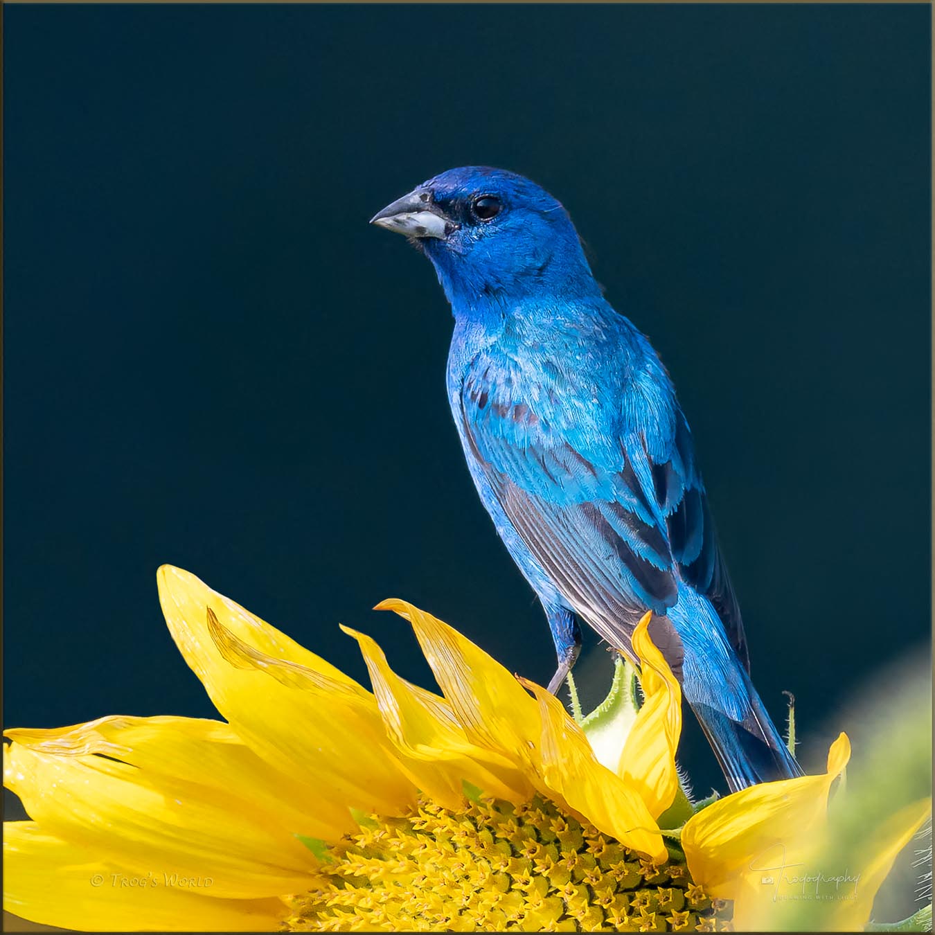Indidgo Bunting on a sunflower