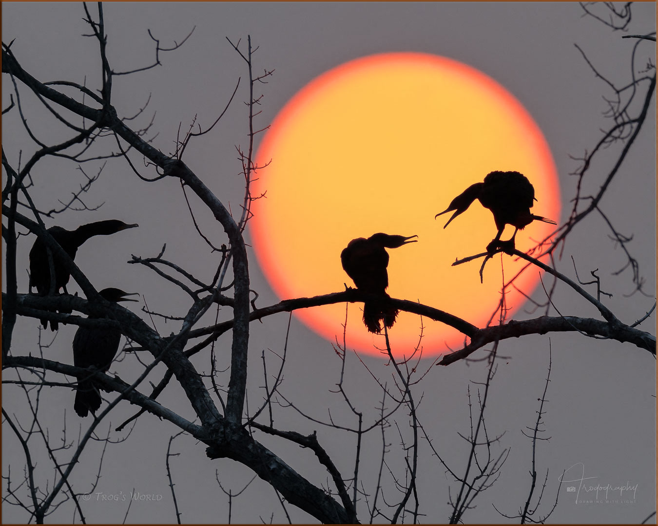 Double-crested Cormorants silhouetted against setting sun