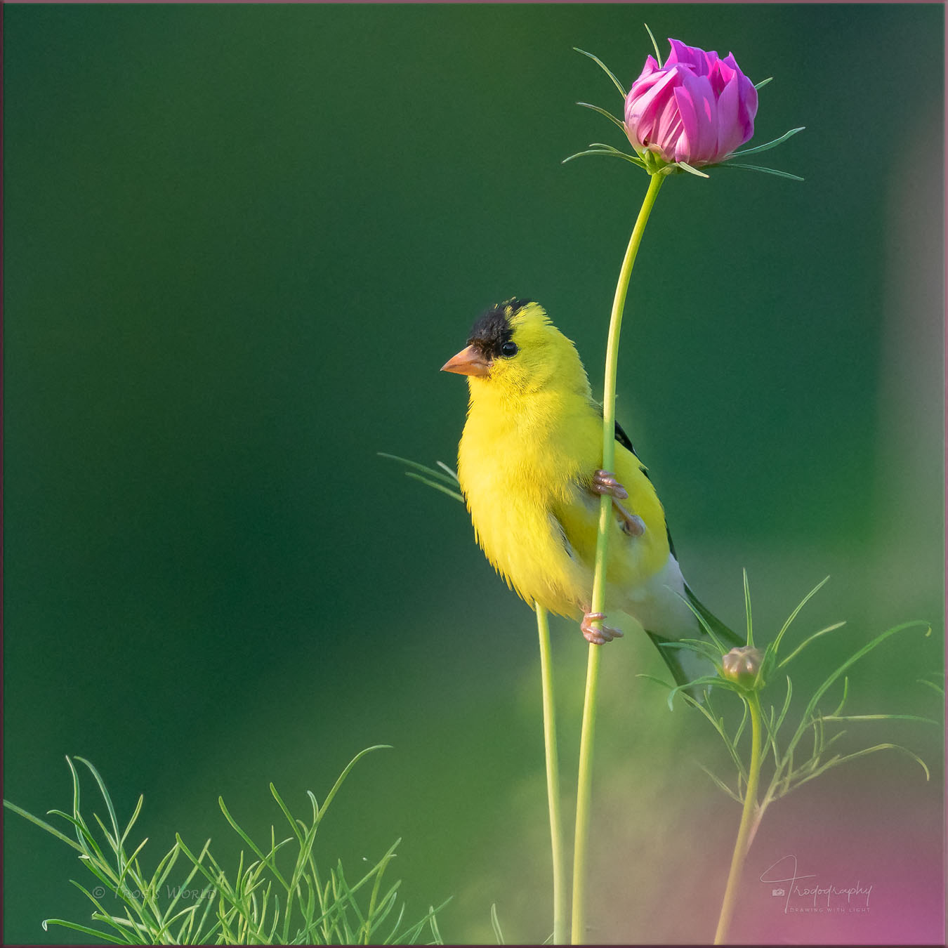 American Goldfinch on a flower