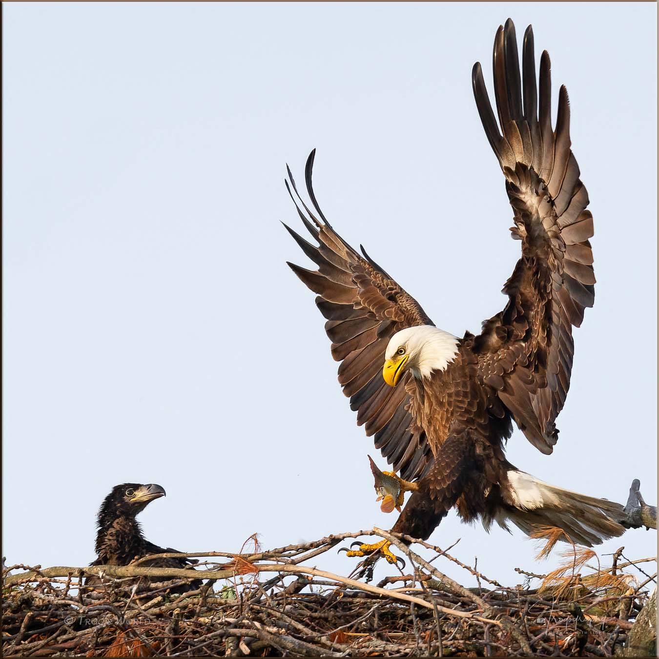 Bald Eagle delivering a fish for the eaglet