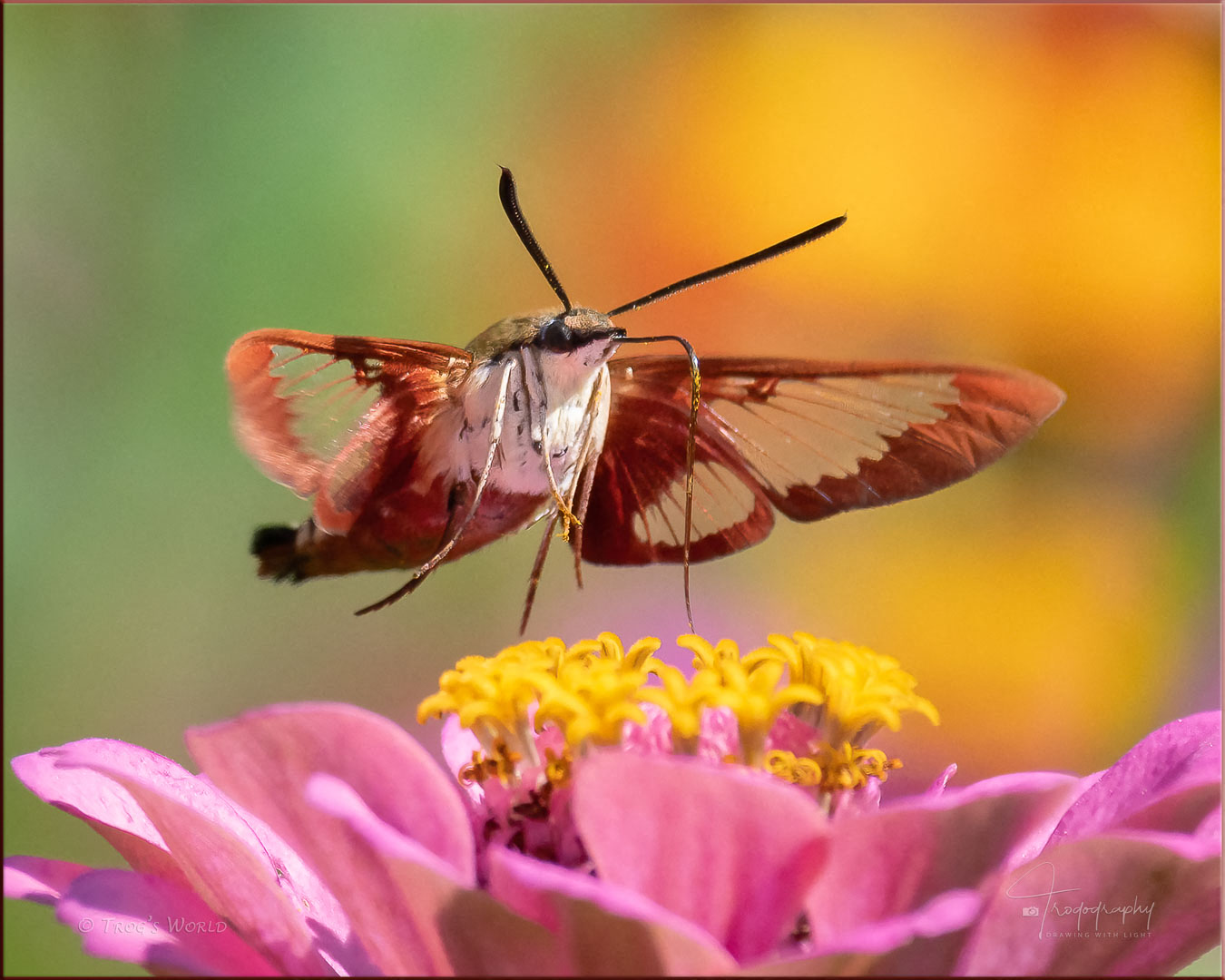 Hummingbird Clearwing among the flowers
