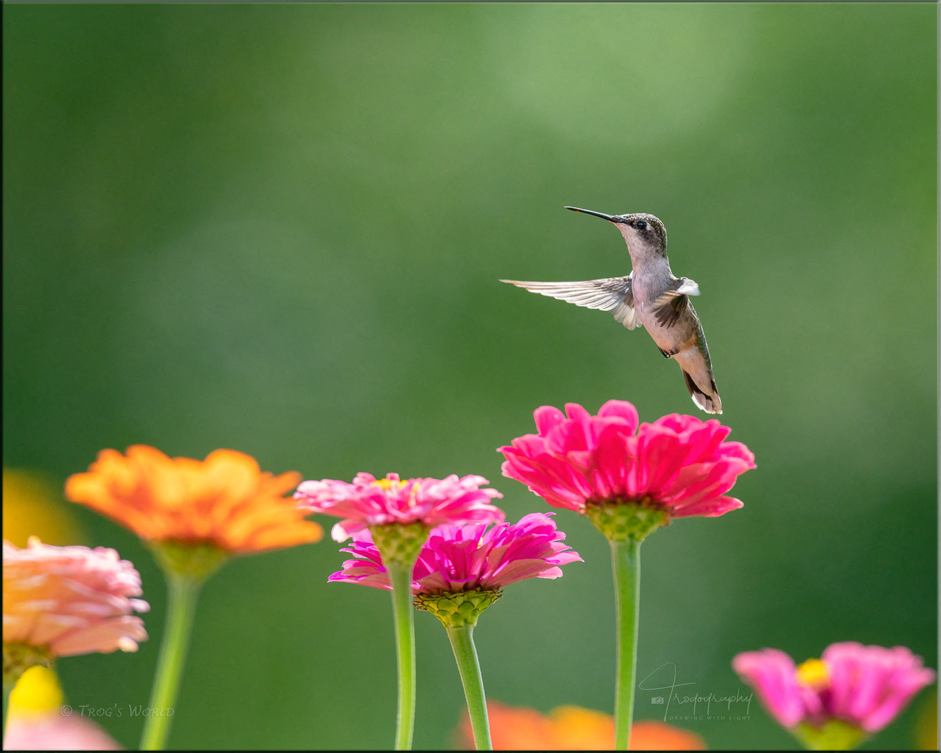 Hummingbird hovering above the flowers
