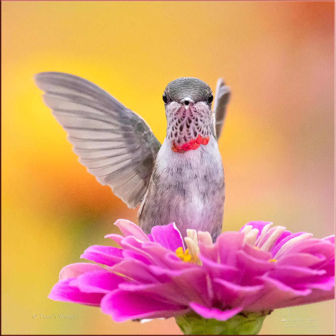 Juvenile male Ruby-throated Hummingbird