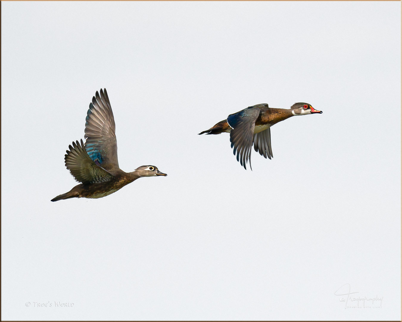 Wood Drake and Hen in flight