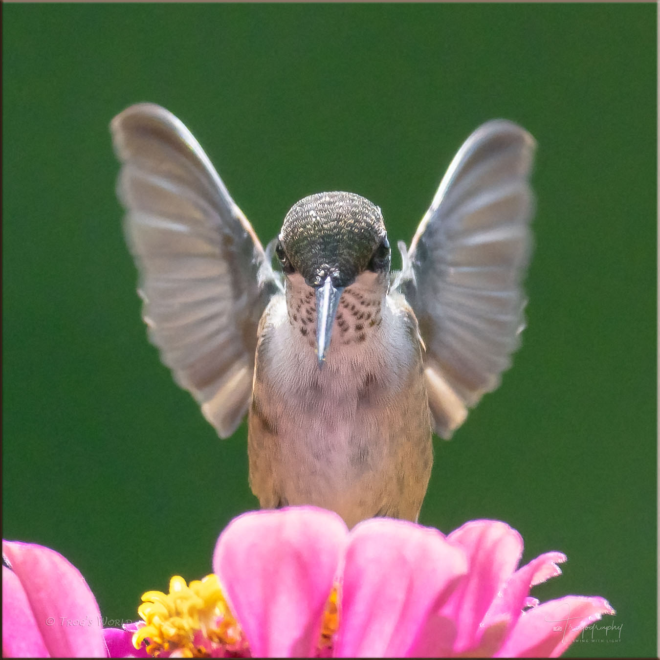 Ruby-throated Hummingbird in flight