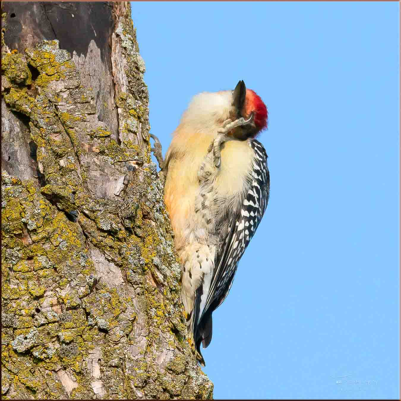 Red-bellied Woodpecker