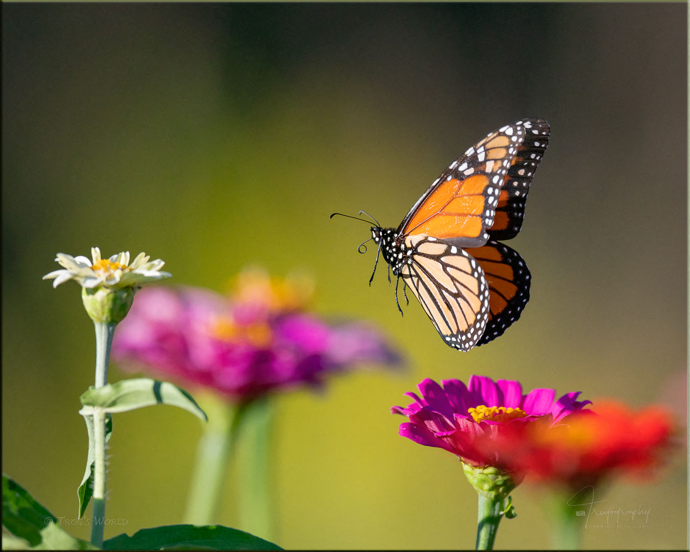 Monarch Butterfly in flight among the flowers