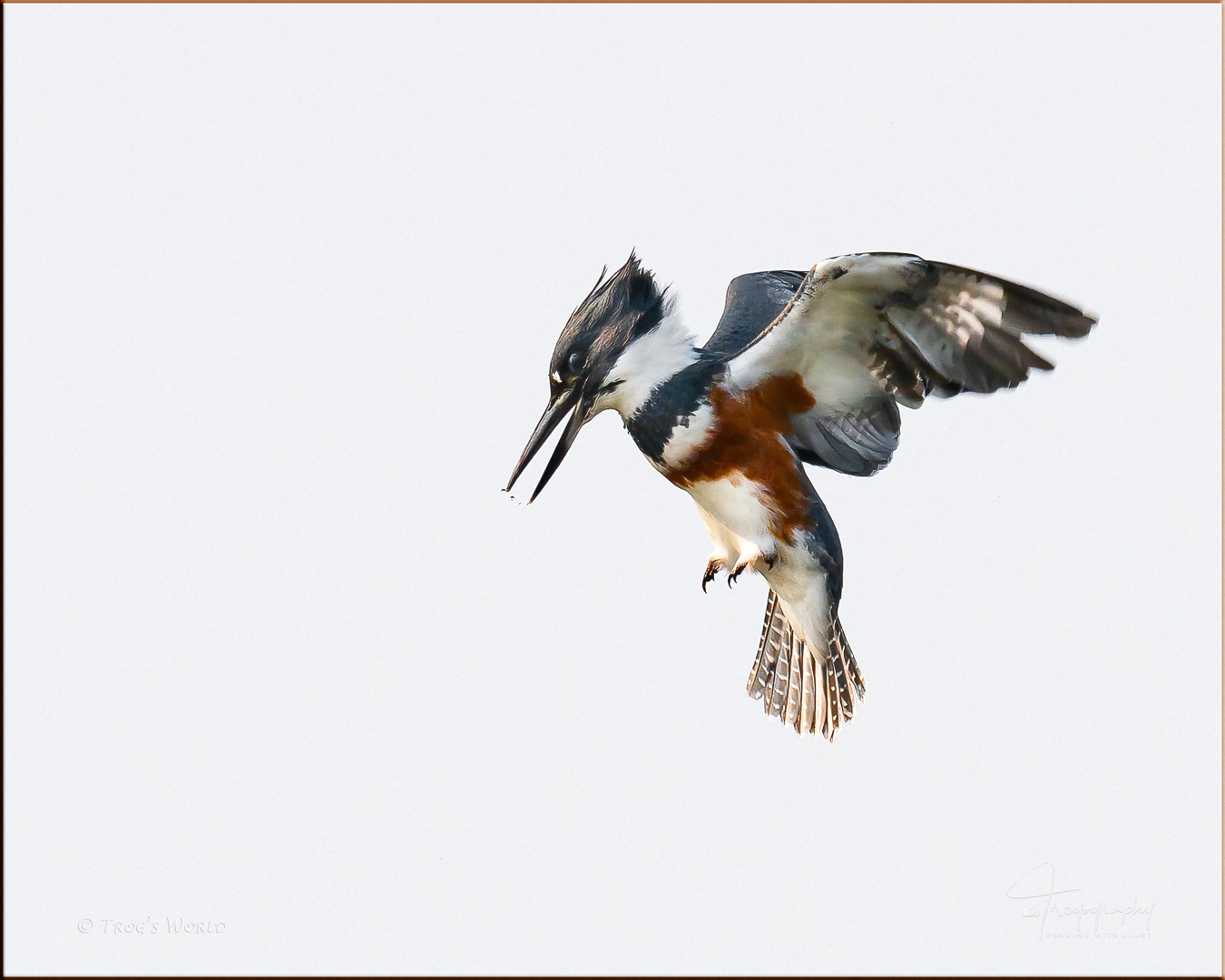 Belted Kingfisher hovering over a river