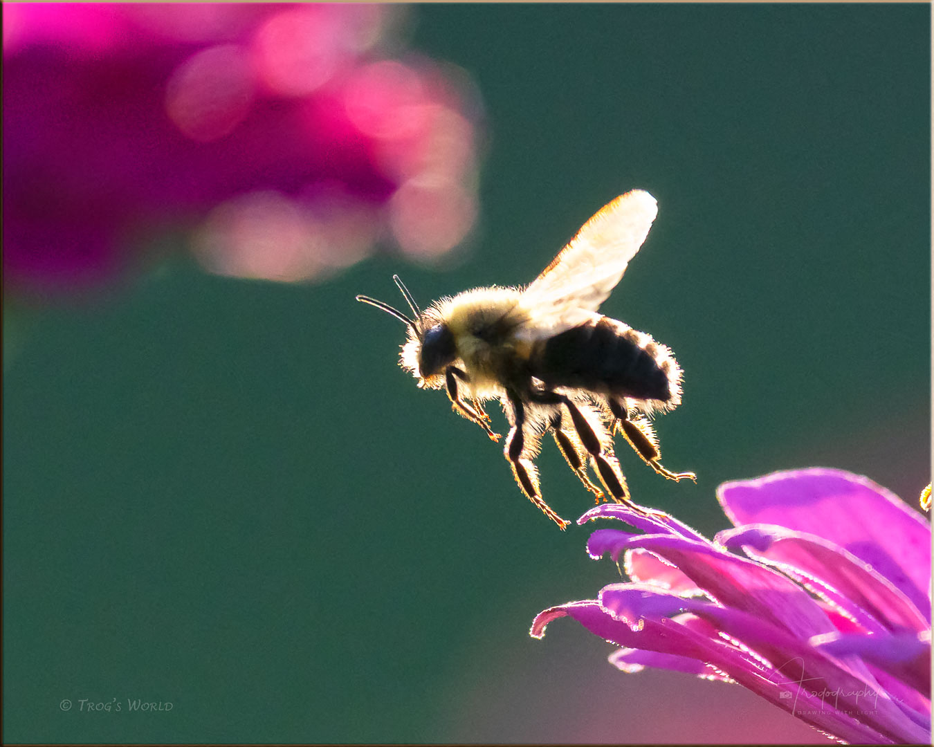 Bumblebee lit up by the evening sun