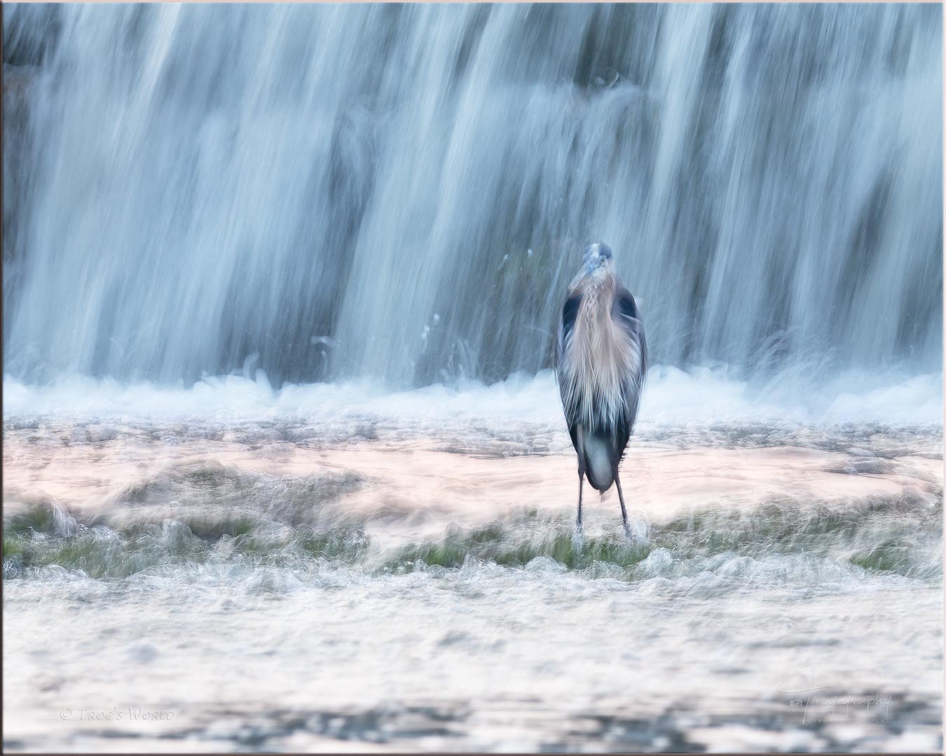 Blue Heron and waterfall