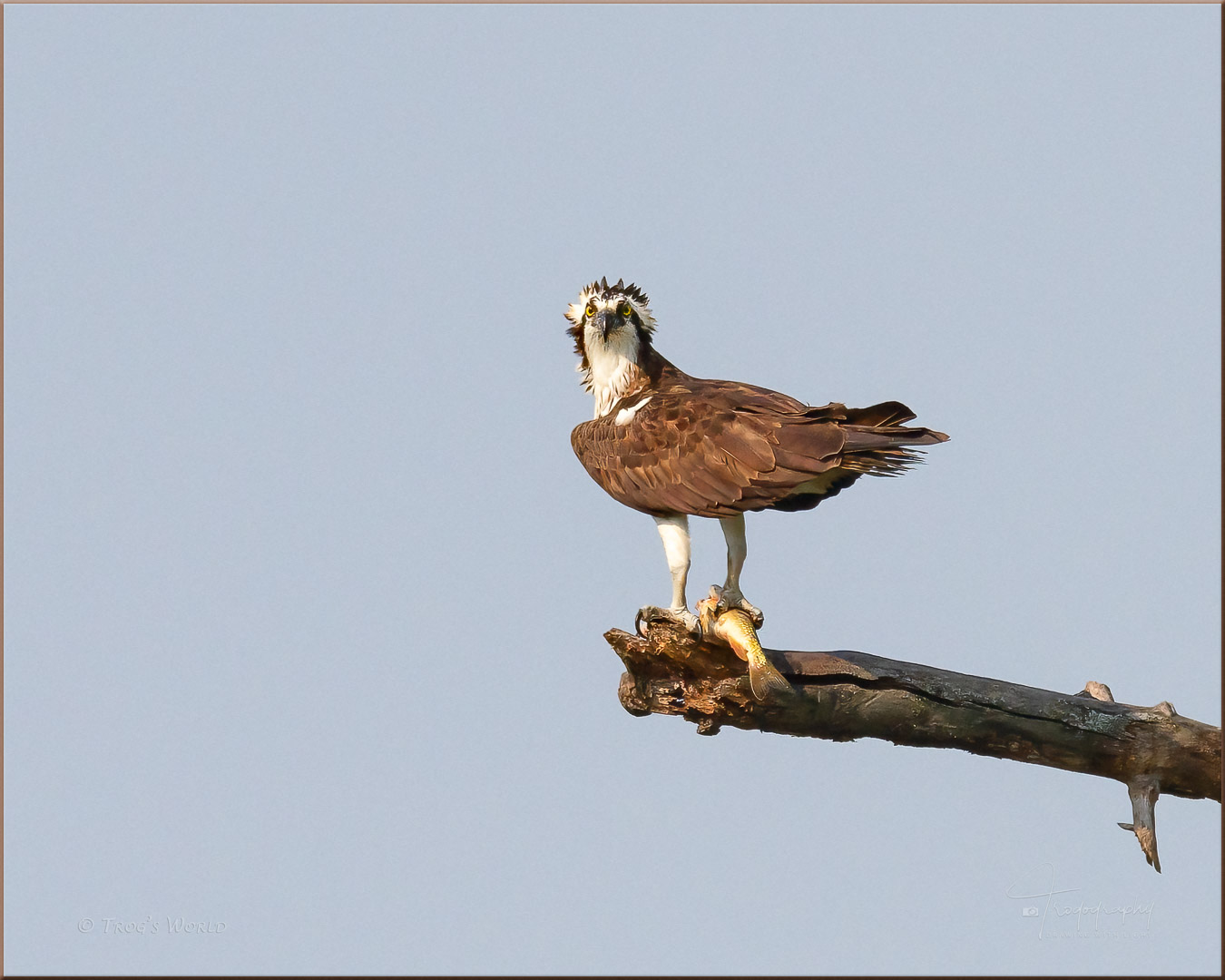 Osprey on a perch with a fish
