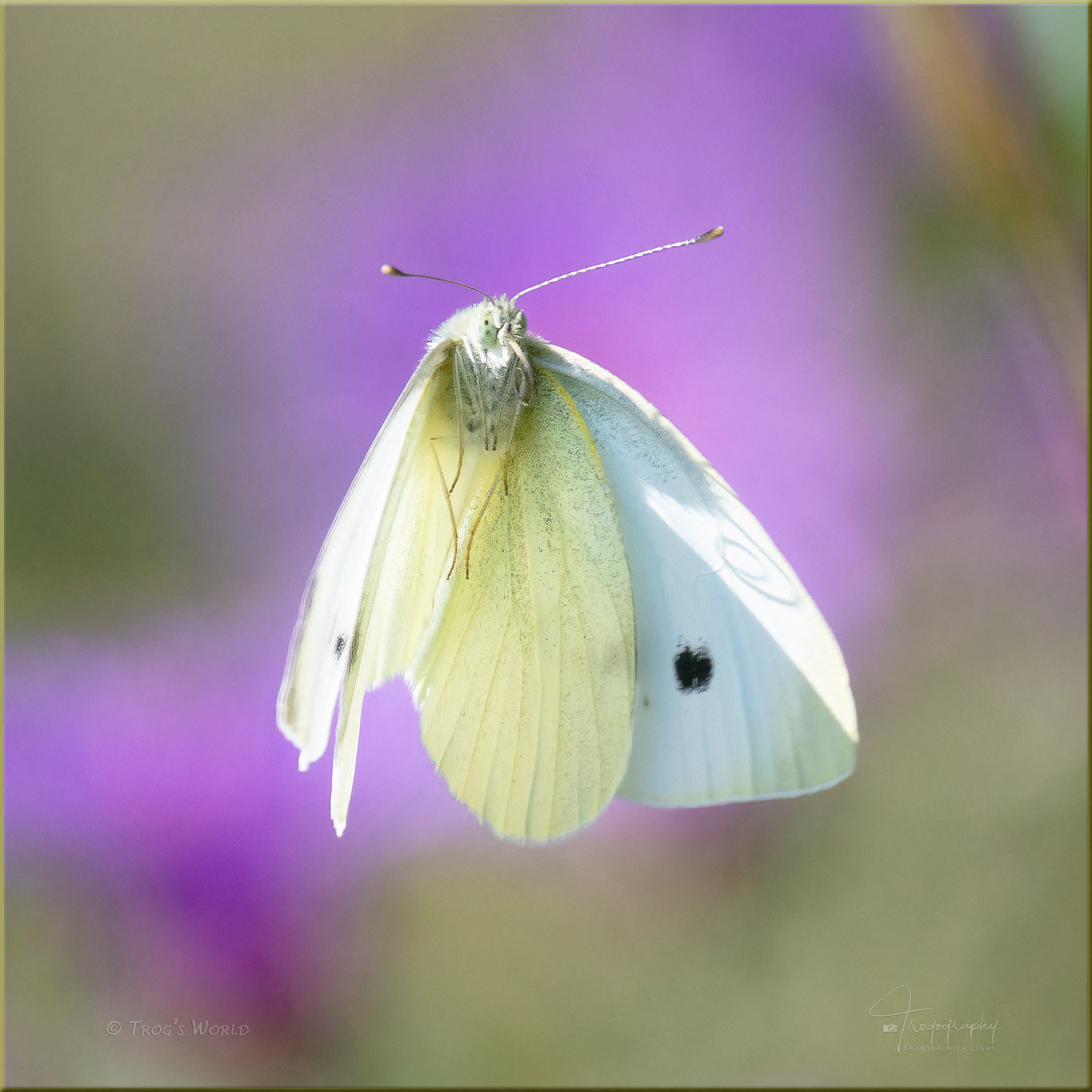 Cabbage White Butterfly in flight