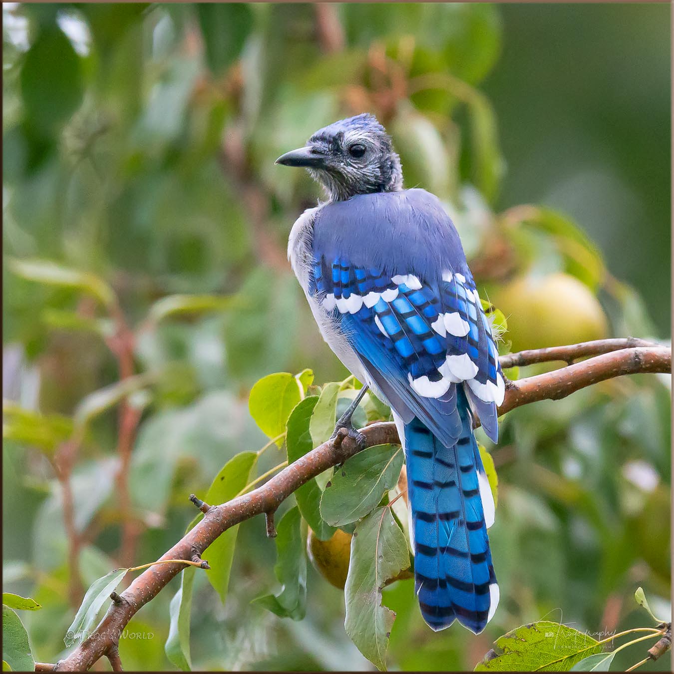 Blue Jay molting