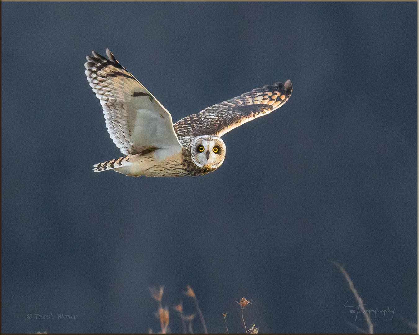 Short-eared Owl in flight during evening