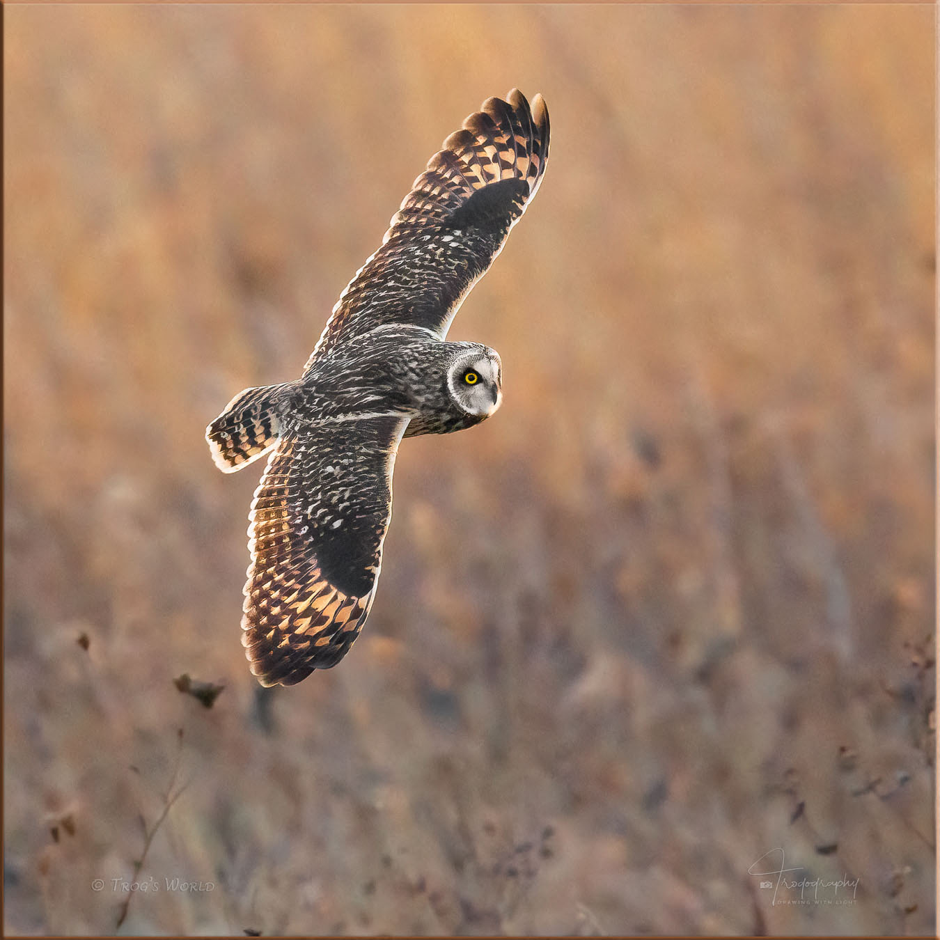 Short-eared Owl in flight during evening