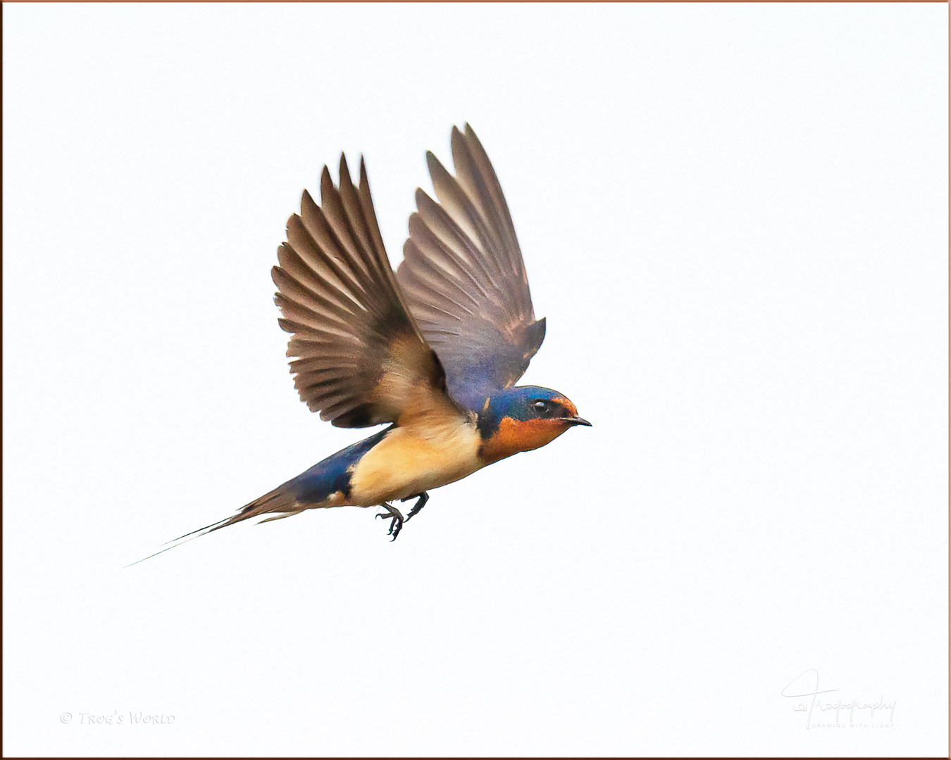 Barn Swallows in flight