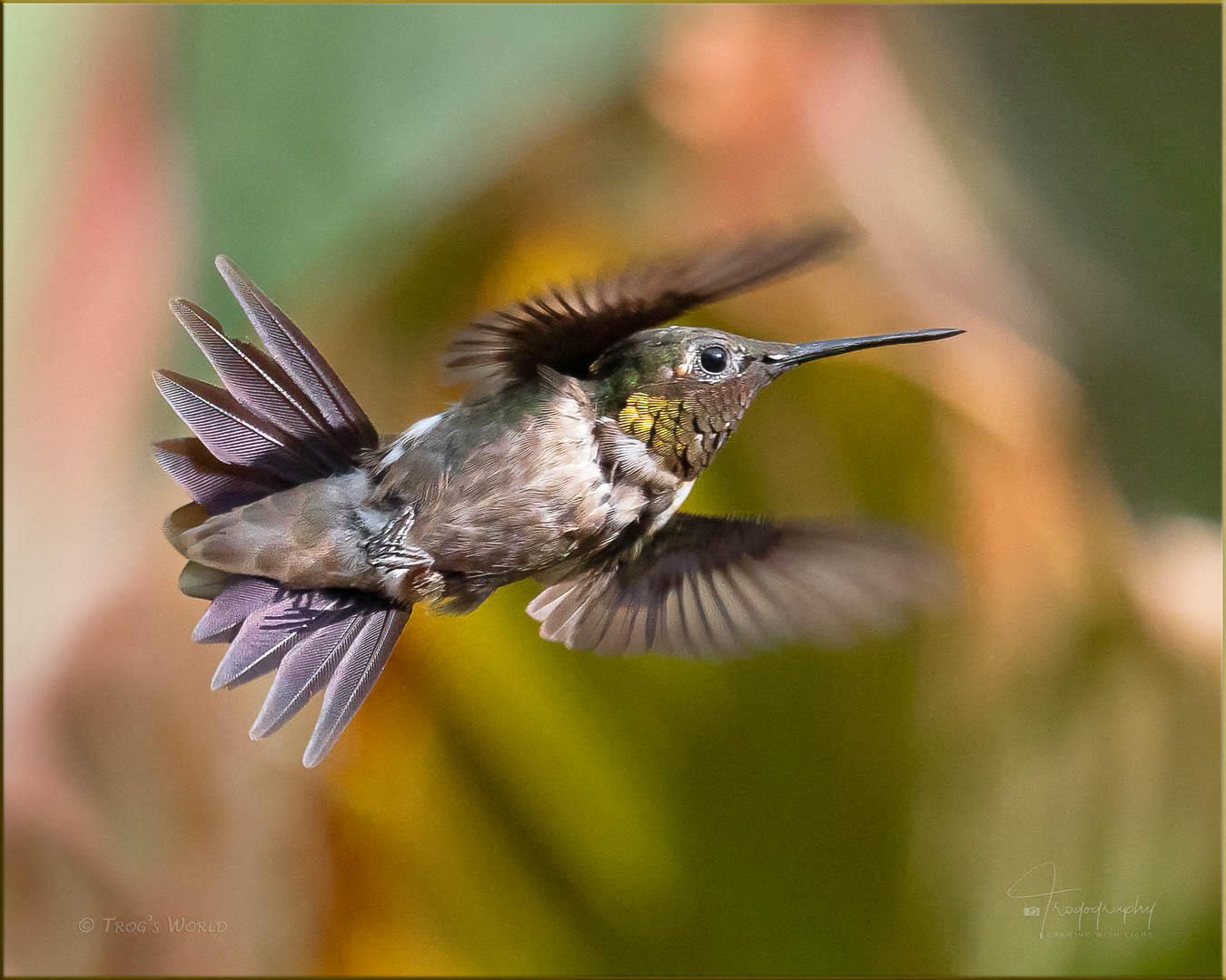 Male Ruby-throated Hummingbird in flight