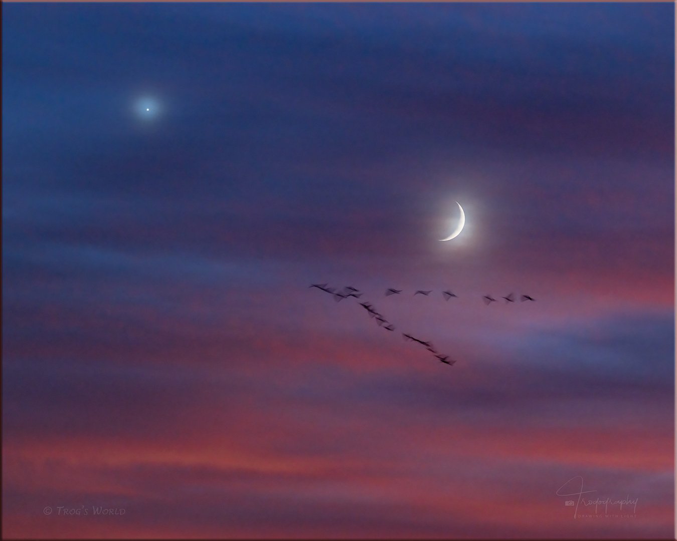 Crescent Moon and Venus with geese in motion