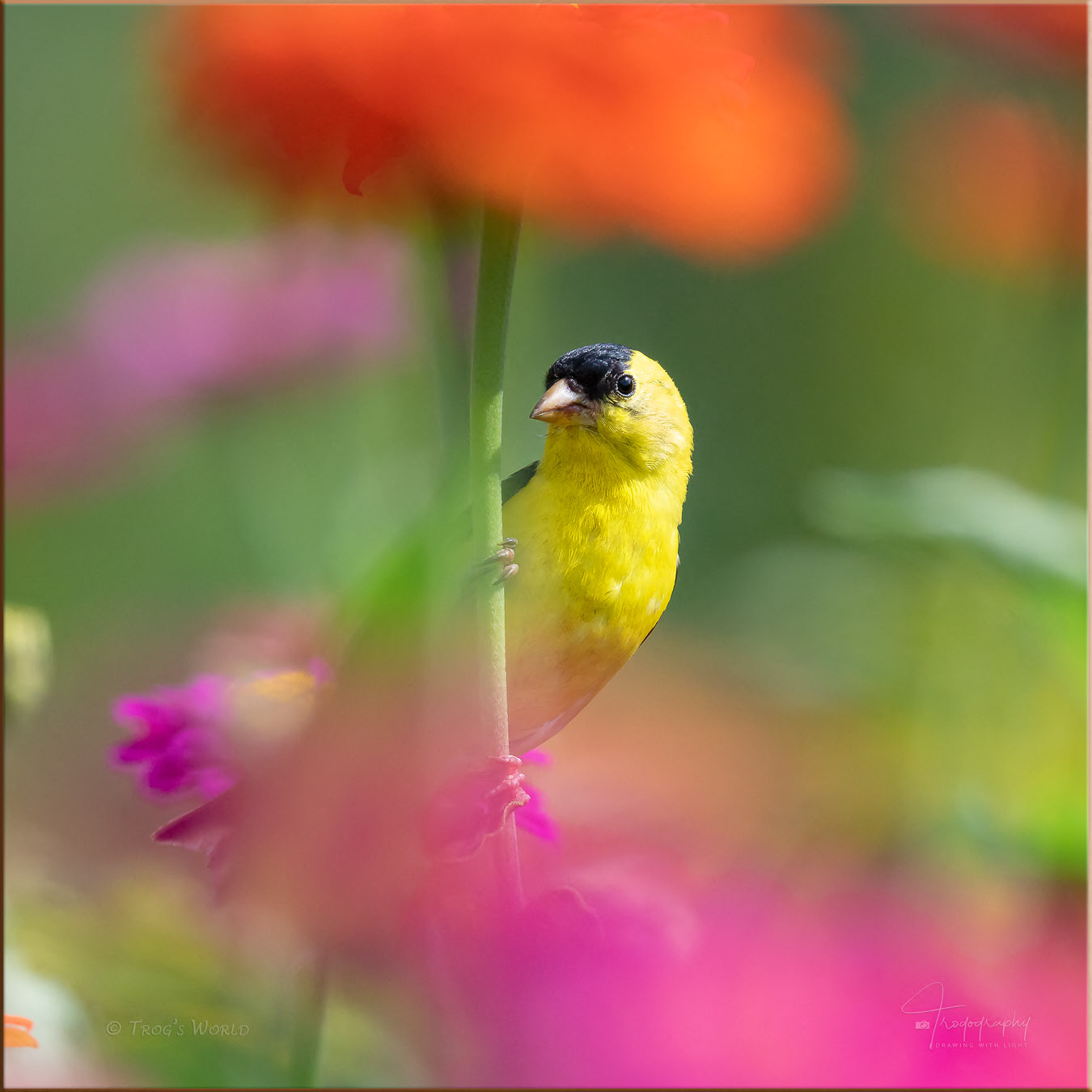 American Goldfinch perched in the flowers