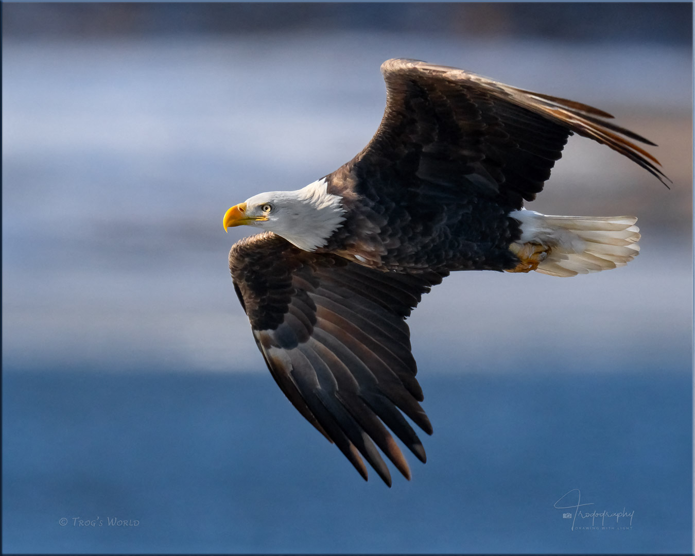 Bald Eagle in flight over the Big Muddy
