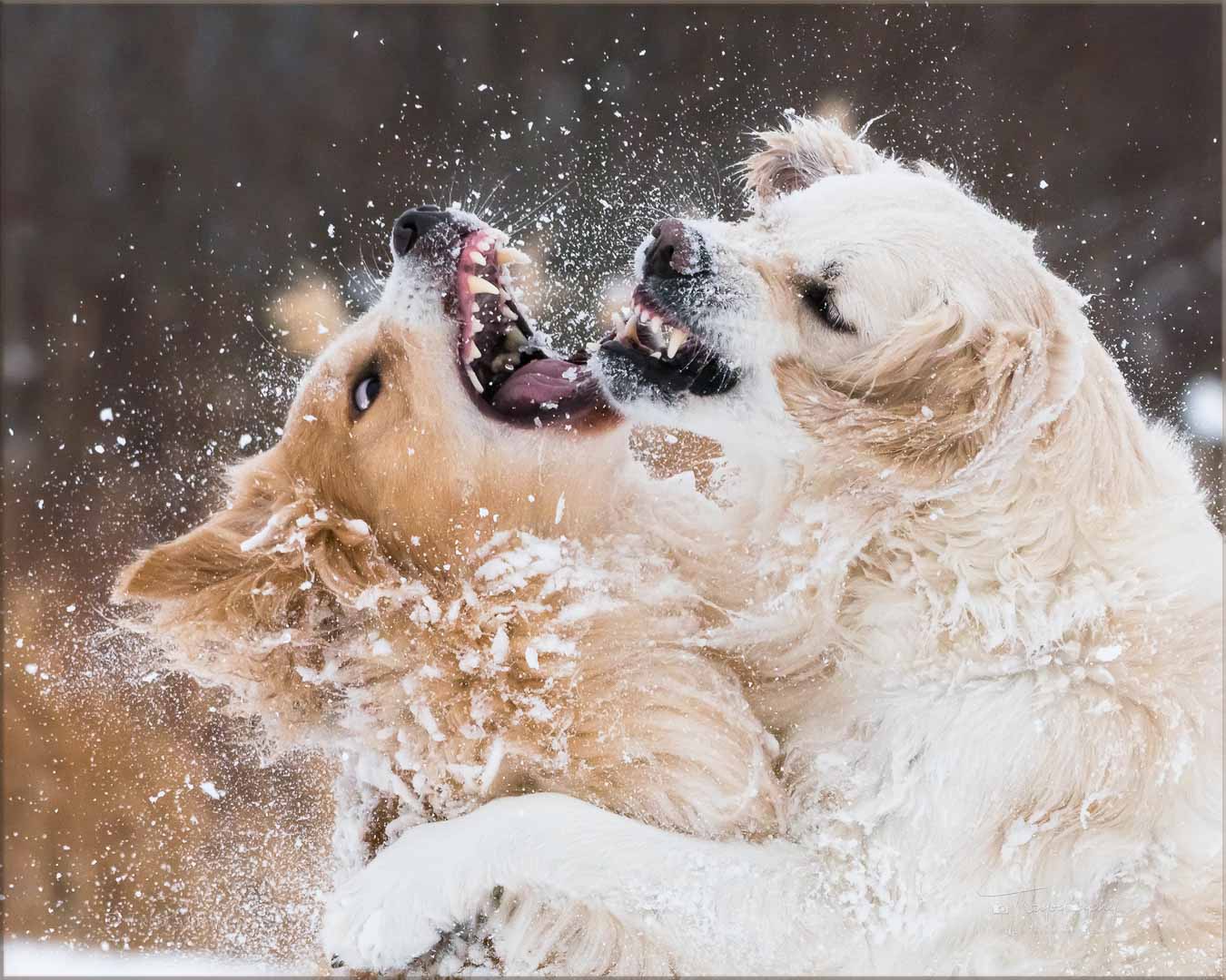Golden Retrievers playing in the snow