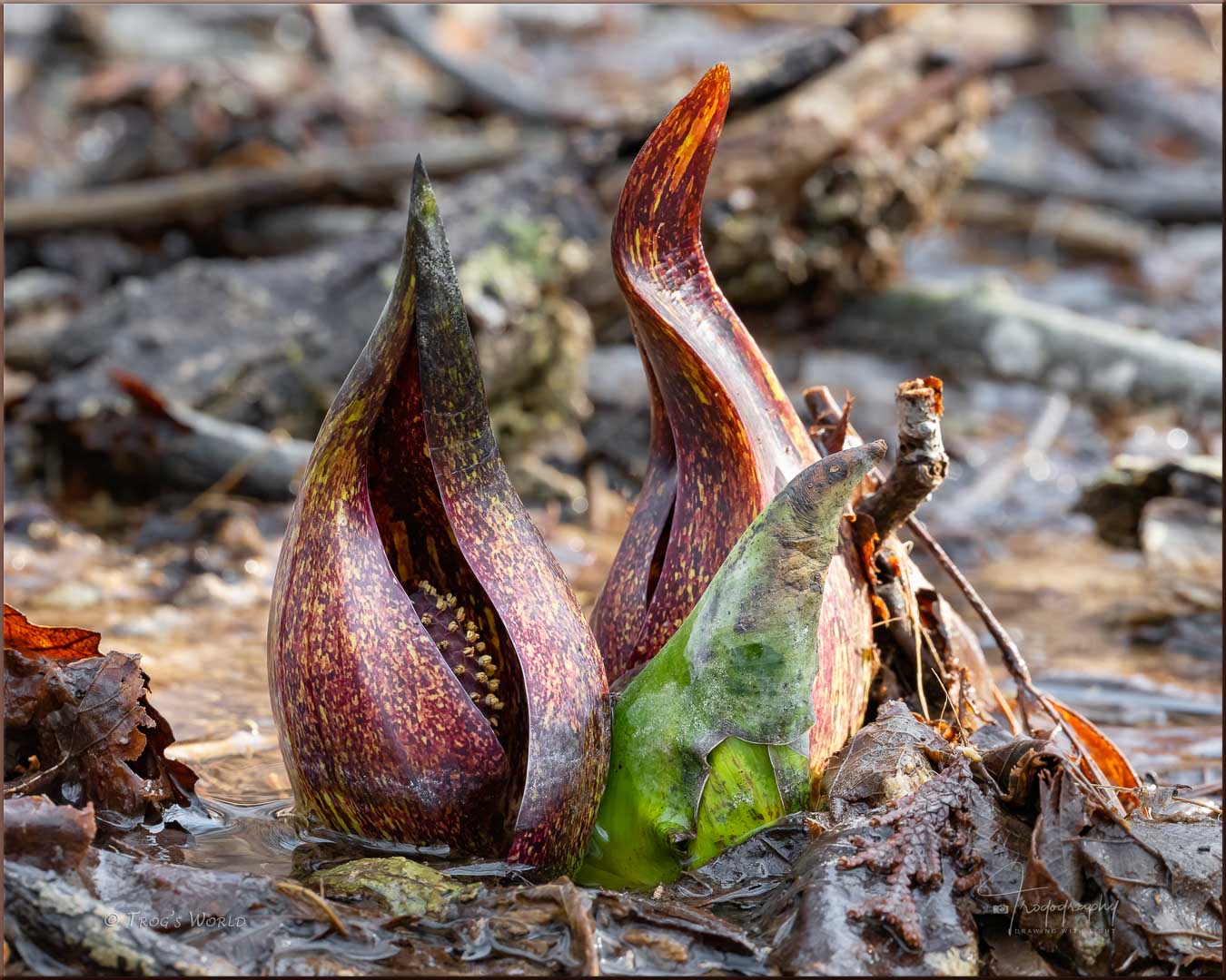 Skunk Cabbage in Illinois