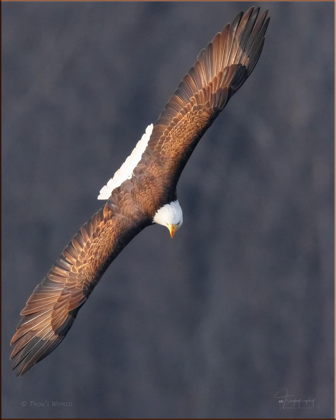 Bald Eagle banking in the afternoon sun