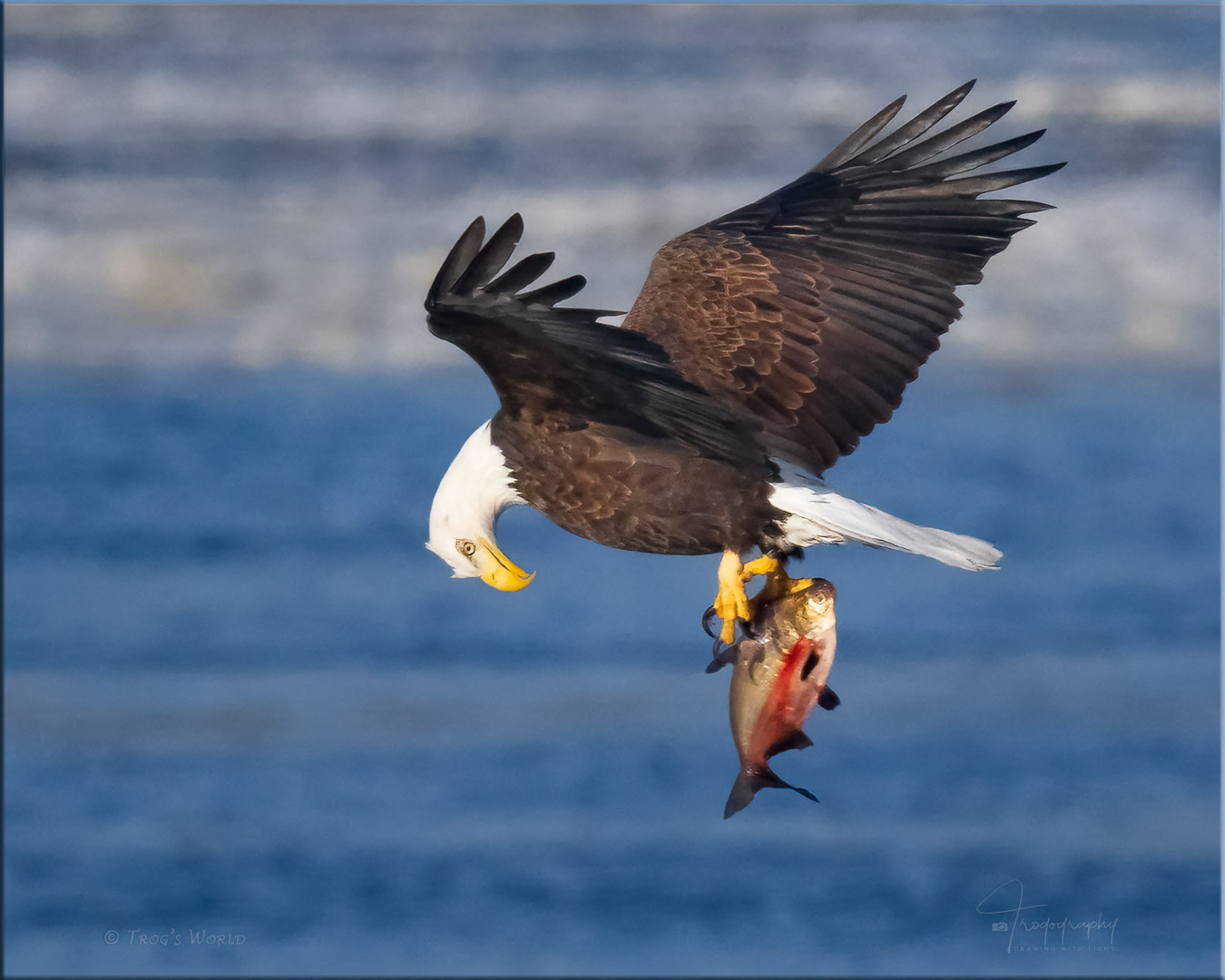 Bald Eagle with a fish