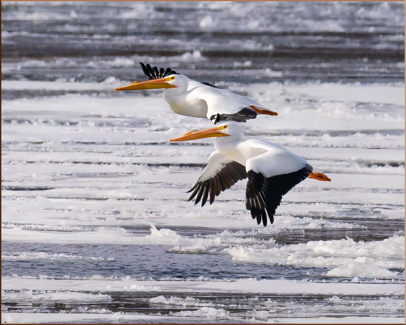 American White Pelicans above the river ice