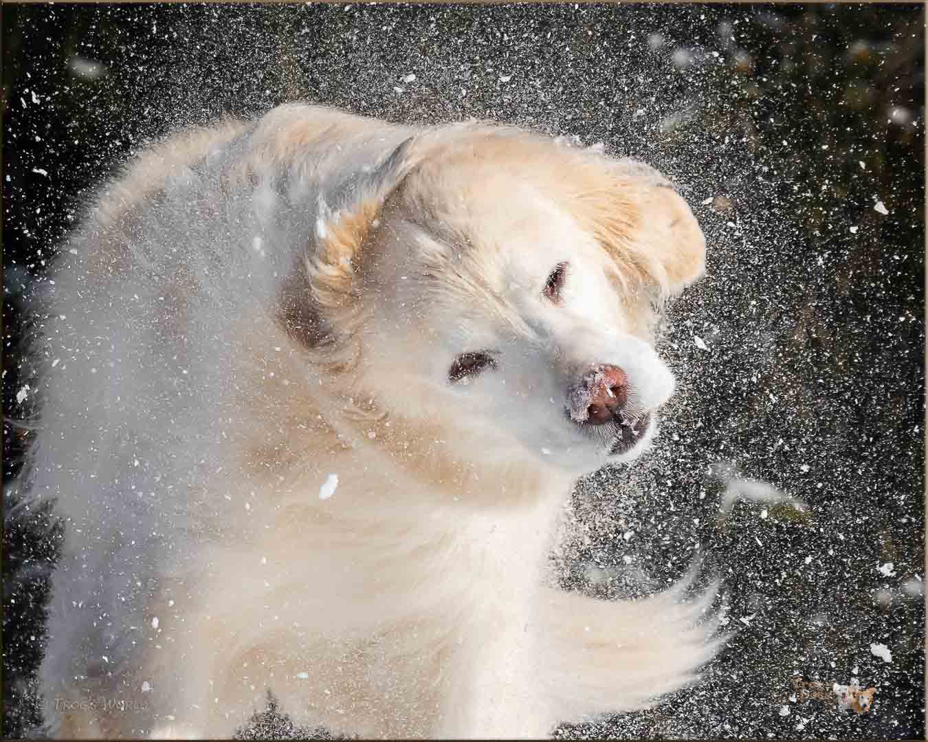 Golden Retriever shaking off the snow