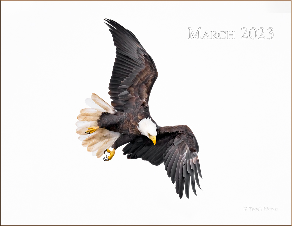 Trogography - Eagles of the Mississippi Calendar 2023