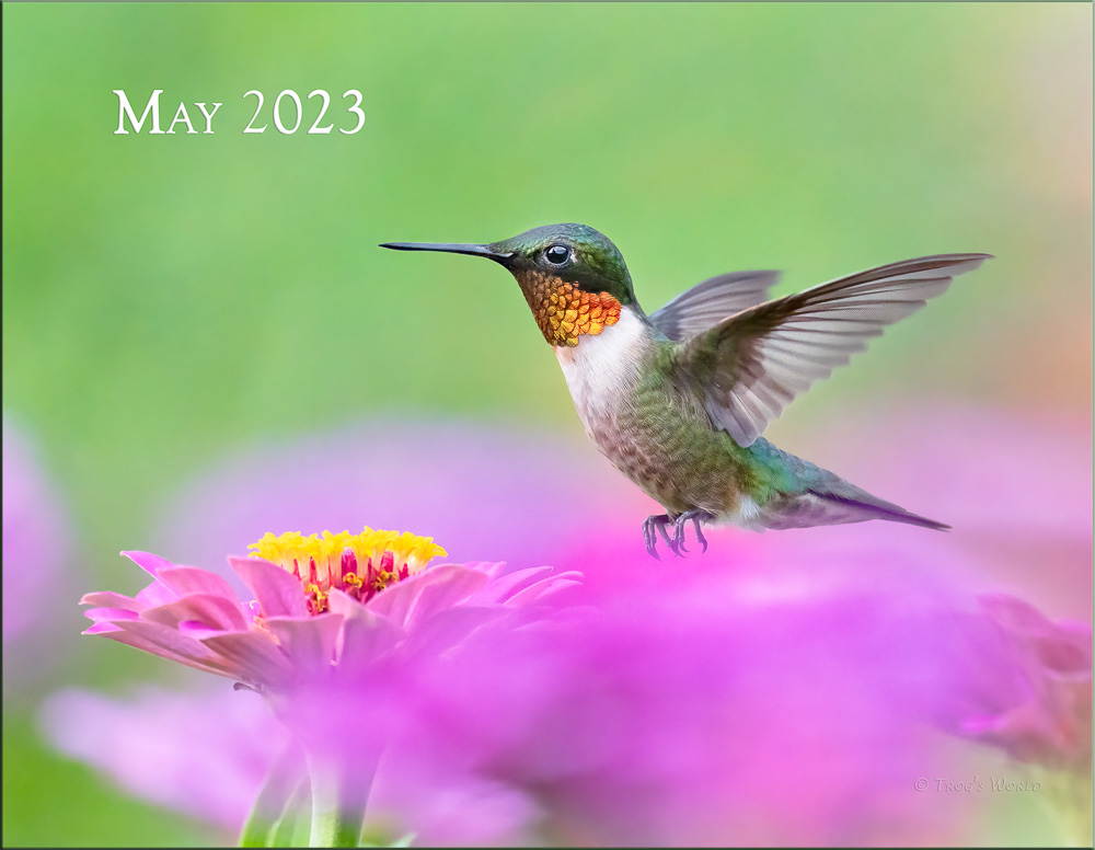 Trogography - Hummingbirds Calendar 2023