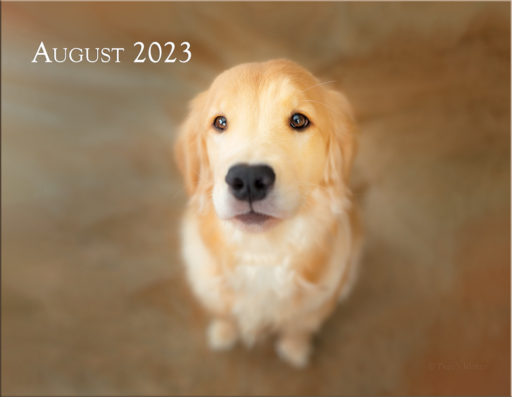 Trog's Dogs - Golden Retrievers Calendar 2023