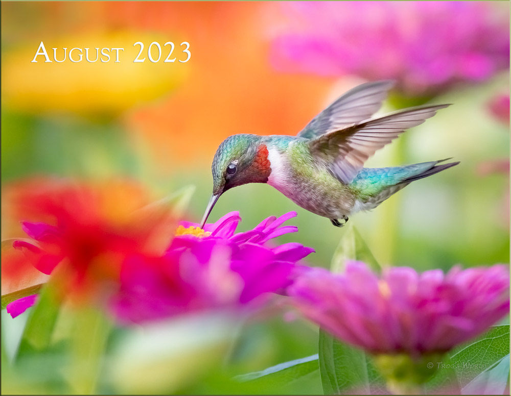 Trogography - Wings of Nature Calendar 2023