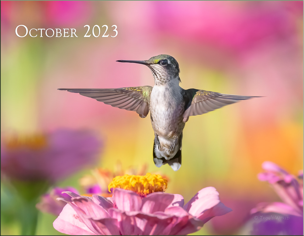 Trogography - Hummingbirds Calendar 2023