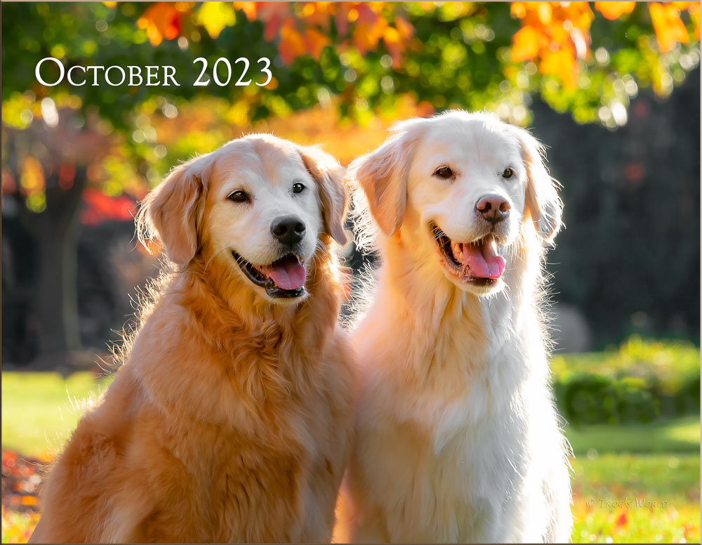 Trog's Dogs - Golden Retrievers Calendar 2023
